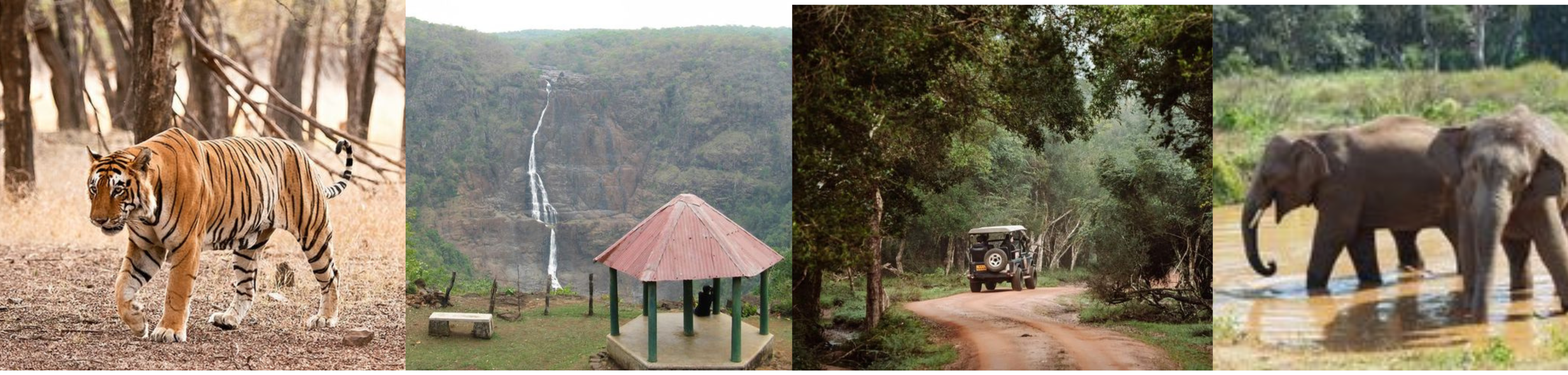 Simlipal Tiger Reserve Safari Guide