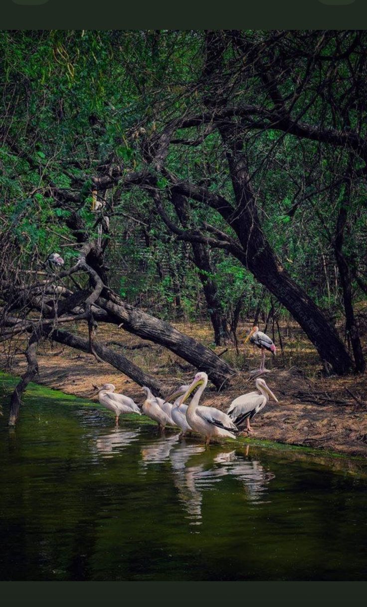 Odisha Wildlife & Birding Tour