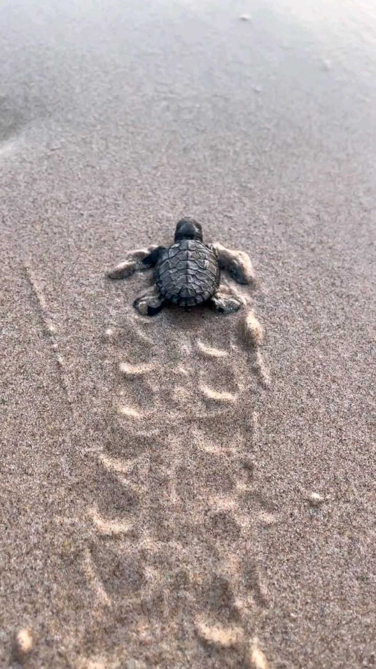 Odisha Turtle Nesting Tour