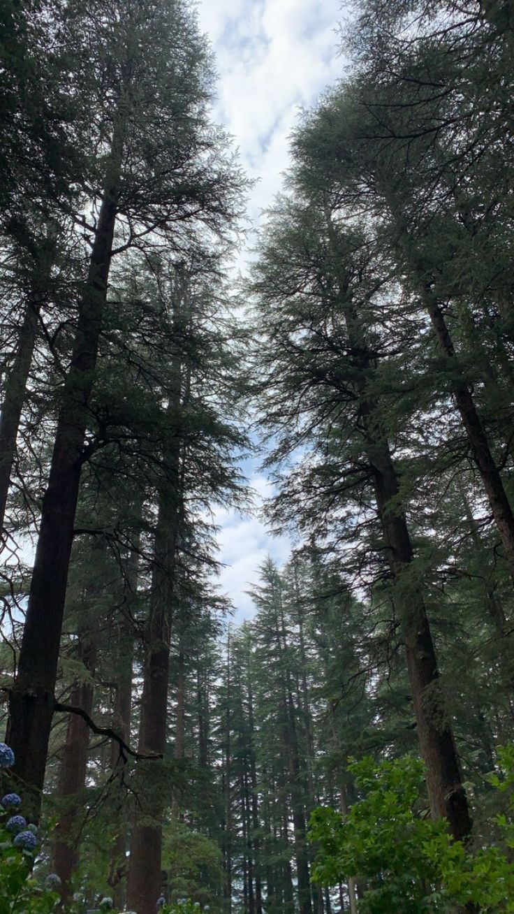 Daringbadi Tour from Bhubaneswar / Puri