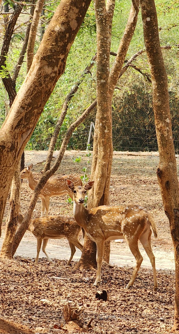 Odisha Wildlife Safari Tour Package