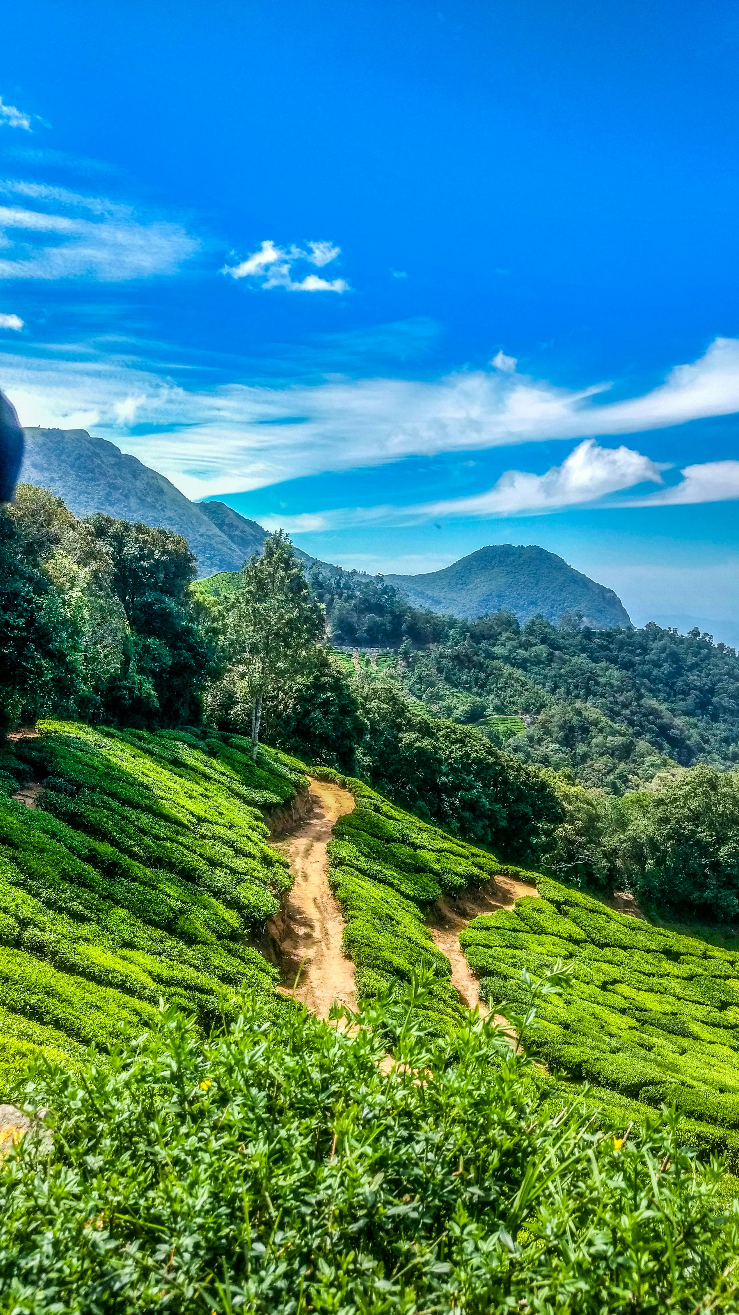 Ultimate Kerala Tour: Munnar, Thekkady & Alleppey